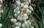 Yucca - Adam's Needle shrub